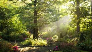Bosque