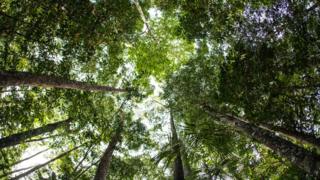 Green canopy of rainforest.