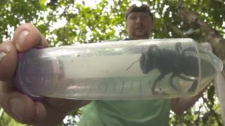 abeja