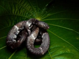 A snake on a leaf