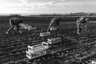 people-planting-potatoes