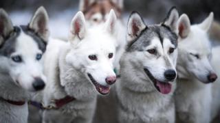Sled dogs