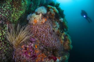 A scuba and cluster of colourful jewel anemones off the coast of Scilly