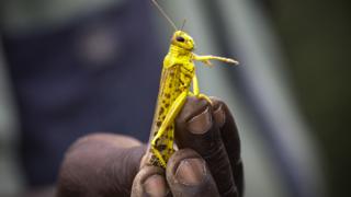 in_pictures A yellow desert locust being held between a man's fingers in Enziu, Kitui County, Kenya - Friday 24 January 2020