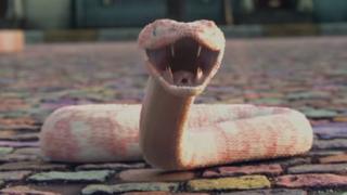 Snake shown in music video