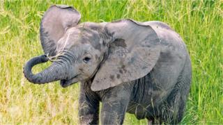 baby-elephant.