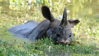 A one-horned rhino swimming.