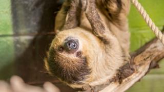 Sloth retirement home set up in Pembroke 2