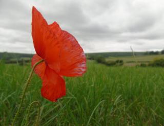 A lone poppy in a field