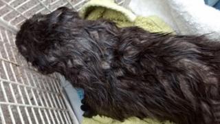 Otter covered in sewage