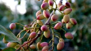 Pistachos