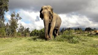 Ramba em uma área verde e aberta