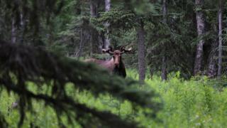 caza en Alaska