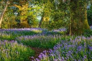 Bluebells in a wood
