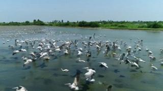 కొల్లేరు సరస్సు