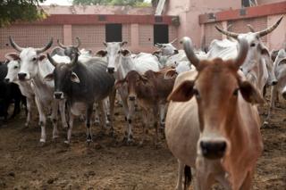 गाय