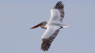 Далматинский пеликан