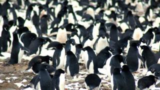 Pingüinos Adélie en los Islotes Peligro, Antárctica