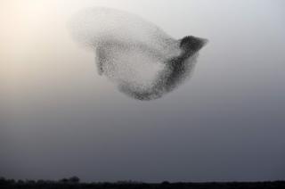 A starling murmuration near the southern Israeli city of Rahat, in the Negev desert.