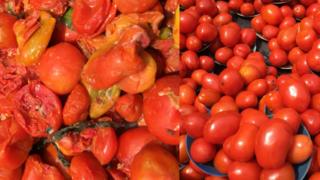 Tomatoes