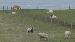 Caoraich