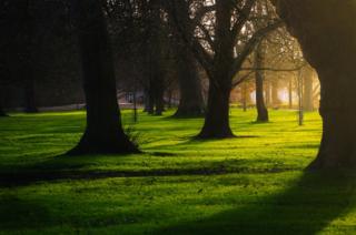Sunshine through silhouetted trees