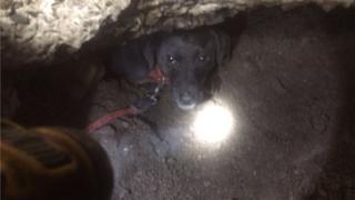 Taz, the Patterdale Terrier