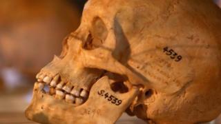 A skull with a catalogue number on it