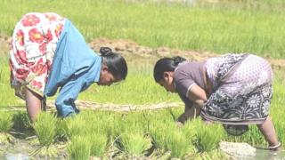 నాట్లు వేస్తున్న మహిళలు