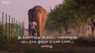 யானைகளுக்கான இந்தியாவின் முதல் மருத்துவமனை இதுதான்!