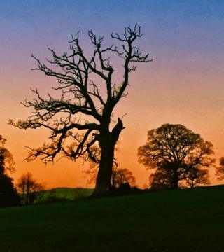 A silhouette of a tree at sunset