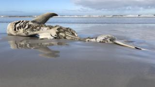 Carcaça de tubarão na areia de Dyer Island