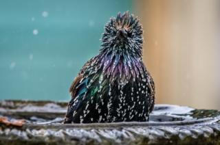 A bird in a bird bath