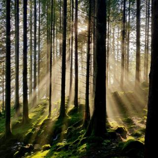 trees