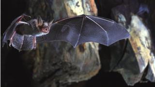 Greater mouse-eared bat