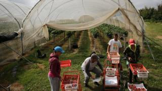 Рабочие-мигранты собирают клубнику на ферме в Кенте