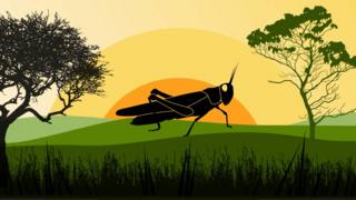 Illustration of a locust