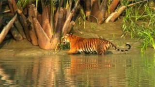 সুন্দরবনের শরণখোলা রেঞ্জের সুপতি এলাকা থেকে ২০১৩ সালের ৪ঠা নভেম্বর তোলা ছবি। চিত্র সৌজন্য: বন্যপ্রাণী ব্যবস্থাপনা ও প্রকৃতি সংরক্ষণ বিভাগ, খুলনা।