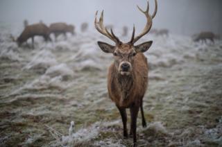 A red deer is pictured on frosty ground in Richmond Park