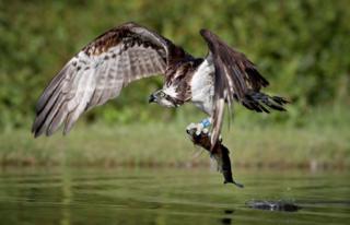 An osprey catches a rainbow trout in a loch near Aviemore in the Cairngorms