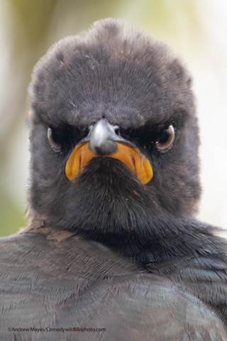 Pied starling looking grumpy