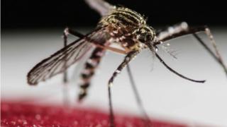 aedes aegypti