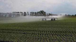 Lettuce irrigation