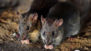 Tikus