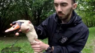 Rescued swan