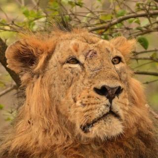 Lion Ram