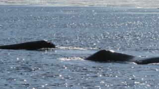 Bowhead whales