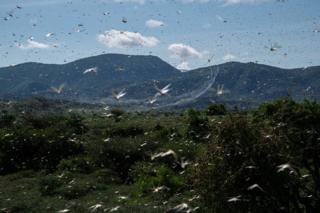 Heuschrecken in der Luft