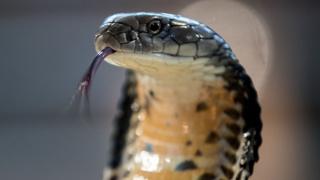 King cobra snake