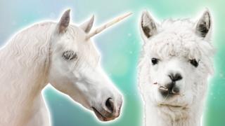Unicorn and llama